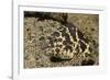 Chain Moray Eel-Hal Beral-Framed Photographic Print