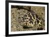 Chain Moray Eel-Hal Beral-Framed Photographic Print