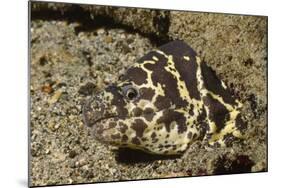 Chain Moray Eel-Hal Beral-Mounted Photographic Print