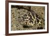 Chain Moray Eel-Hal Beral-Framed Photographic Print