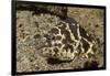 Chain Moray Eel-Hal Beral-Framed Photographic Print