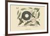 Chain Snake-Mark Catesby-Framed Premium Giclee Print