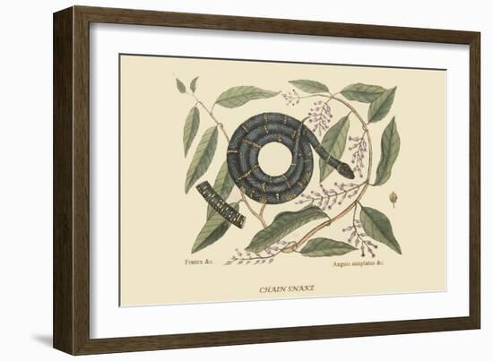 Chain Snake-Mark Catesby-Framed Art Print