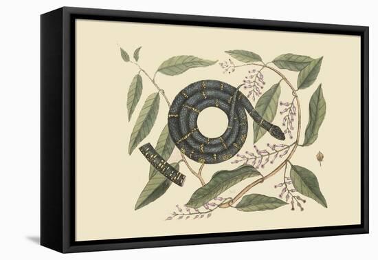 Chain Snake-Mark Catesby-Framed Stretched Canvas