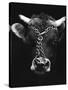 Chained bull-Tony Boxall-Stretched Canvas