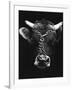 Chained bull-Tony Boxall-Framed Photographic Print