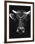 Chained bull-Tony Boxall-Framed Photographic Print