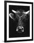 Chained bull-Tony Boxall-Framed Photographic Print