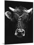 Chained bull-Tony Boxall-Mounted Photographic Print