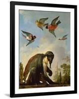 Chained Monkey in a Landscape-Melchior de Hondecoeter-Framed Giclee Print