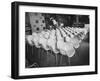 Chairs Designed by Charles Eames Made of Molded Plastic and Plywood-Peter Stackpole-Framed Photographic Print