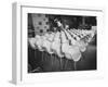Chairs Designed by Charles Eames Made of Molded Plastic and Plywood-Peter Stackpole-Framed Photographic Print
