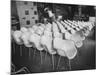 Chairs Designed by Charles Eames Made of Molded Plastic and Plywood-Peter Stackpole-Mounted Photographic Print