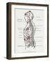 Chakras and Nervous System-CW Leadbeater-Framed Photographic Print