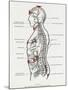 Chakras and Nervous System-CW Leadbeater-Mounted Photographic Print