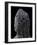 Chalarodon Madagascariensis (Madagascar Iguana) - with His Third Eye-Paul Starosta-Framed Photographic Print