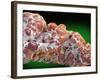 Chalcedon mineral-Walter Geiersperger-Framed Photographic Print