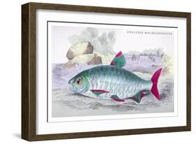 Chalceus Macrolepidotus-Robert Hermann Schomburgk-Framed Art Print