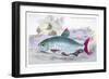 Chalceus Macrolepidotus-Robert Hermann Schomburgk-Framed Art Print