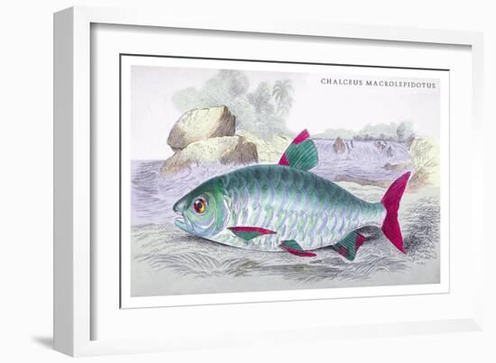 Chalceus Macrolepidotus-Robert Hermann Schomburgk-Framed Art Print