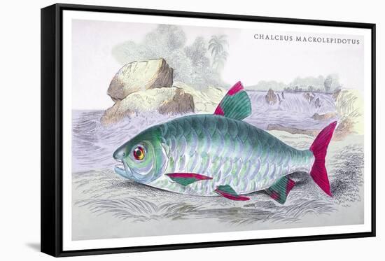 Chalceus Macrolepidotus-Robert Hermann Schomburgk-Framed Stretched Canvas