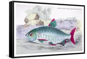 Chalceus Macrolepidotus-Robert Hermann Schomburgk-Framed Stretched Canvas