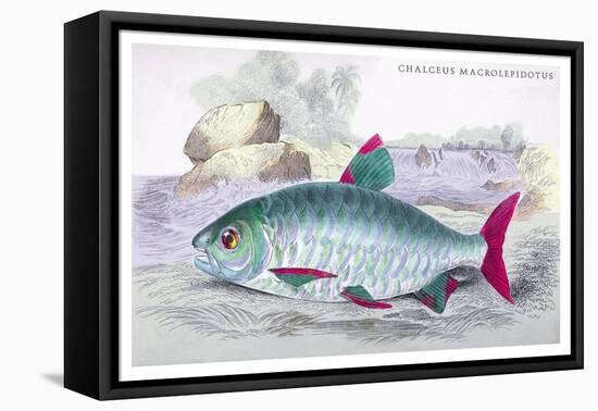 Chalceus Macrolepidotus-Robert Hermann Schomburgk-Framed Stretched Canvas