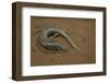 Chalcides Ocellatus (Ocellated Barrel Skink)-Paul Starosta-Framed Photographic Print