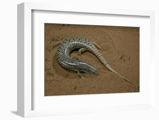 Chalcides Ocellatus (Ocellated Barrel Skink)-Paul Starosta-Framed Photographic Print