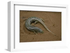 Chalcides Ocellatus (Ocellated Barrel Skink)-Paul Starosta-Framed Photographic Print