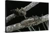 Chalcophora Mariana (Flatheaded Pine Borer )-Paul Starosta-Stretched Canvas