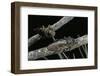 Chalcophora Mariana (Flatheaded Pine Borer )-Paul Starosta-Framed Photographic Print