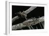 Chalcophora Mariana (Flatheaded Pine Borer )-Paul Starosta-Framed Photographic Print