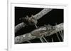 Chalcophora Mariana (Flatheaded Pine Borer )-Paul Starosta-Framed Photographic Print