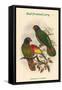 Chalcopsittacus Scintillatus - Red-Fronted Lory-John Gould-Framed Stretched Canvas