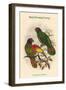 Chalcopsittacus Scintillatus - Red-Fronted Lory-John Gould-Framed Art Print