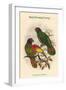 Chalcopsittacus Scintillatus - Red-Fronted Lory-John Gould-Framed Art Print