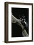 Chalcosoma Atlas (Atlas Beetle)-Paul Starosta-Framed Photographic Print