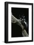 Chalcosoma Atlas (Atlas Beetle)-Paul Starosta-Framed Photographic Print