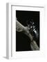 Chalcosoma Atlas (Atlas Beetle)-Paul Starosta-Framed Photographic Print