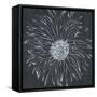 Chalk Bloom 1-Connor Adams-Framed Stretched Canvas