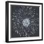 Chalk Bloom 1-Connor Adams-Framed Art Print