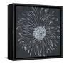 Chalk Bloom 1-Connor Adams-Framed Stretched Canvas