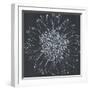 Chalk Bloom 2-Connor Adams-Framed Art Print