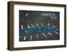 Chalk drawings, July 4th celebration, Portland, Oregon, USA.-Michel Hersen-Framed Photographic Print