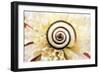 Chalk Grassland Snail UK-null-Framed Photographic Print