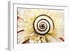 Chalk Grassland Snail UK-null-Framed Photographic Print