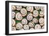Chalk Grassland Snails Mass-null-Framed Photographic Print