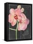 Chalkboard Flower I-Jennifer Parker-Framed Stretched Canvas