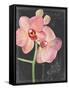 Chalkboard Flower I-Jennifer Parker-Framed Stretched Canvas